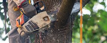 Best Utility Line Clearance  in Mckinney, TX