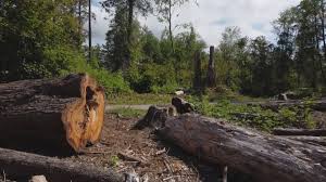 Trusted Mckinney, TX Tree Care Experts