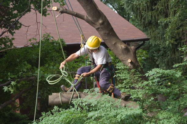 Best Aeration Services  in Mckinney, TX