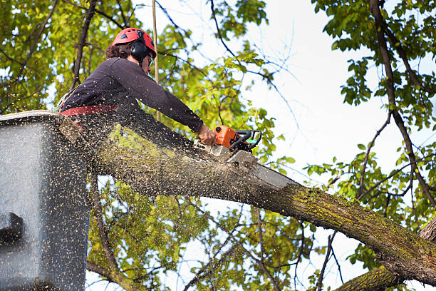 Best Tree Removal  in Mckinney, TX