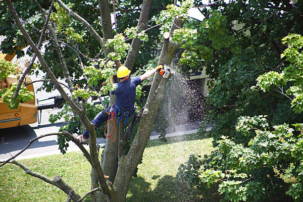Best Firewood Processing and Delivery  in Mckinney, TX
