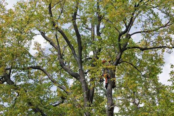 Best Leaf Removal  in Mckinney, TX