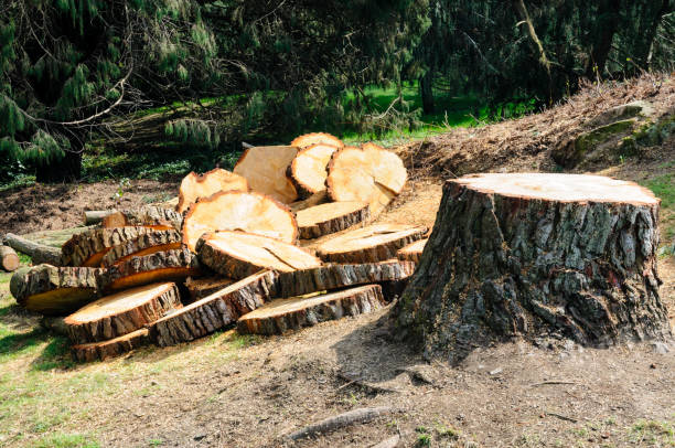 Best Tree Maintenance Programs  in Mckinney, TX
